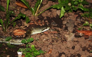 东瀛匆览：东京地方博物一瞥 精选