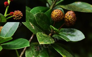 20240828——蕈树