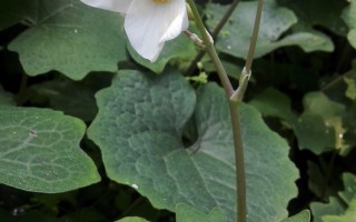 血水草的“血水”！