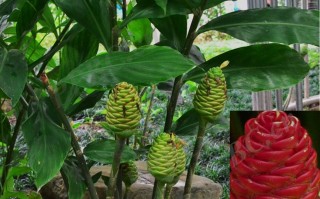 20240825——红球姜（Zingiber zerumbet (L.) Roscoe ex Sm.）