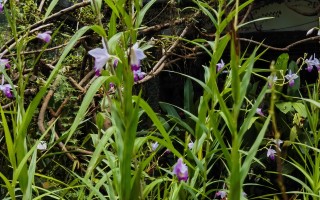 竹叶兰和卡特兰！