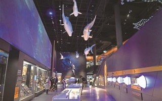 海洋教育：引导青少年奔赴心中那片海