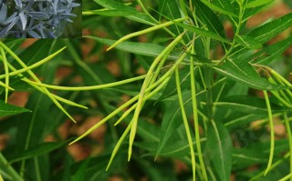 20240619——水甘草（Amsonia elliptica (Thunb.) Roem. & Schult.）