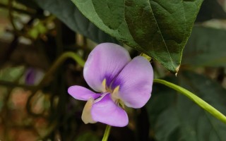 夏日里常见的开花植物（7） 精选