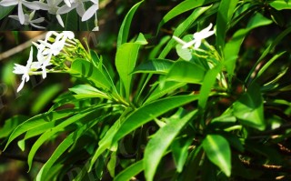 20240614——羊角棉（Alstonia mairei H. Lév.）