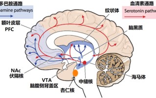 我们不知道答案的125个科学问题(92)成瘾行为 精选