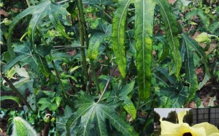 20241012——黄蜀葵（Abelmoschus manihot (L.) Medik.）