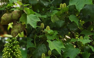 20240906——壳菜果（Mytilaria laosensis Lecomte）