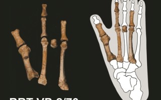 神秘足迹的主人竟是露西邻居