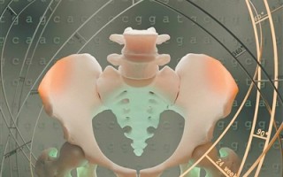 人类直立行走关键在骨盆进化的“两小步”