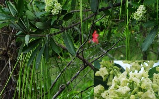 20240615——糖胶树（Alstonia scholaris (L.) R. Br.）