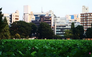 东瀛随走随写：不忍池中有生趣