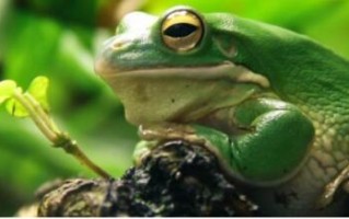 最常见的两栖动物青蛙的呼吸器官幼体用鳃完全体用肺