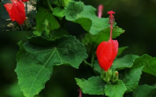 20241106——悬铃花（Malvaviscus arboreus Cav.）