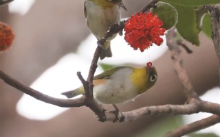 吃了构树的果子就要帮忙“搬家”