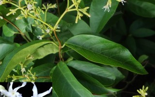 20240701——腰骨藤（Ichnocarpus frutescens (L.) W. T. Aiton）