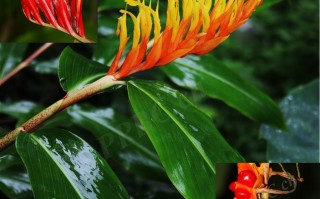 20240818——喙花姜（Rhynchanthus beesianus W. W. Sm.）