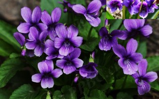 20241005——早开堇菜（Viola prionantha Bunge）