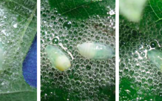 超越轮回的沫蝉故事