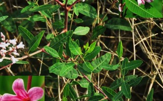 20240623——罗布麻（Apocynum venetum L.）