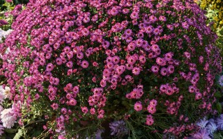 壮观的菊花“花海”！
