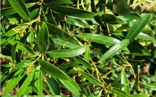 20240620——鳝藤（Anodendron affine (Hook. & Arn.) Druce）