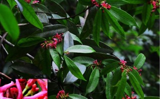 20240714——紫花络石（Trachelospermum axillare Hook. f.）