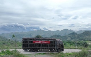 共创中国黑猪供应链新标杆，高金食品与叮咚买菜首批合作养殖黑猪成功出栏,