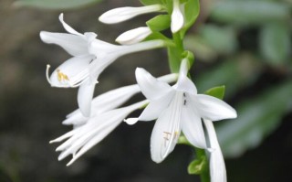 夏日里常见的开花植物（5）