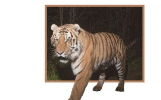 在东北虎豹国家公园上一堂科学课