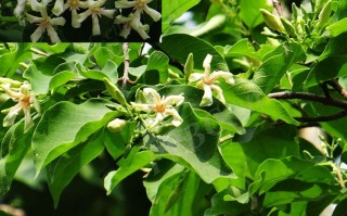 20240718——倒吊笔（Wrightia pubescens R. Br.）