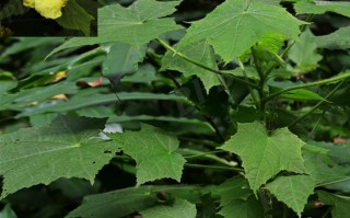 20241019——大萼葵（Cenocentrum tonkinense Gagnep.）