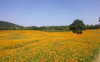 常见的菊科植物80种（1）！