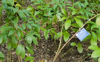 壮观的小唇姜花