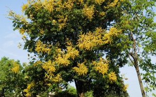 蓝天下复羽叶栾树格外漂亮！