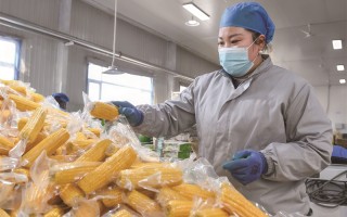 超市里的“真空玉米”能不能长期吃