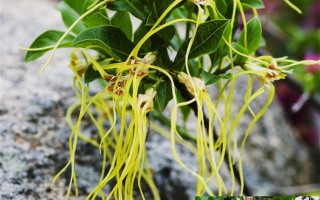 20240712——羊角拗（Strophanthus divaricatus (Lour.) Hook. & Arn.）