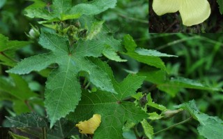 20241011——黄葵（Abelmoschus moschatus Medicus）