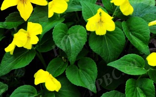 20240928——大黄花堇菜（Viola muehldorfii Kiss）