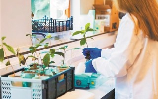 研究称茶树可在模拟月壤中生长