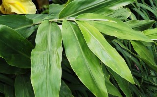 20240823——蘘荷（Zingiber mioga (Thunb.) Roscoe）