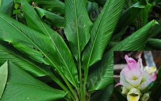 20240807——姜黄（Curcuma longa L.）