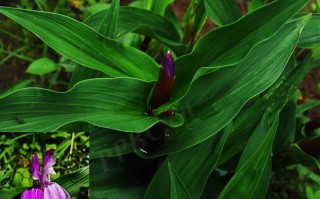 20240821——耳叶象牙参（Roscoea auriculata K. Schum.）