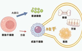 干细胞是美容抗衰“神器”吗