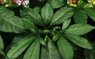 20240710——蛇根木（Rauvolfia serpentina (L.) Benth. ex Kurz）