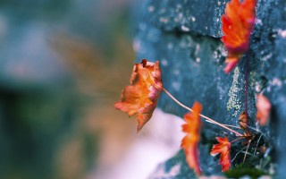 《正义联盟》男星意外坠河溺亡 家人悲痛公开细节