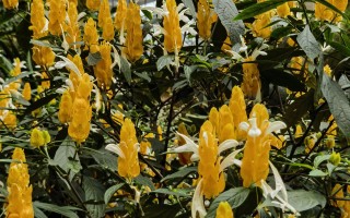 靓丽的赤苞花、金苞花和虾衣花！ 精选