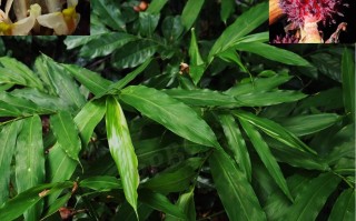 20240801——砂仁 （Amomum villosum Lour.）