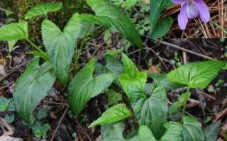 20240929——犁头叶堇菜（Viola magnifica C. J. Wang ex X. D. Wang）