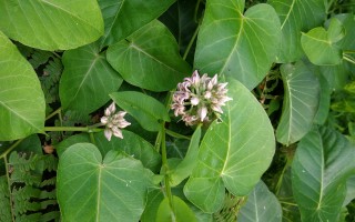 哈喇瓢：植物百科——萝藦！